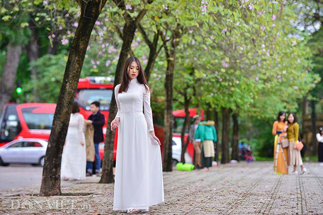 Ngắm hoa ban Tây Bắc nở bung rực rỡ, đẹp nao lòng giữa phố Hà Nội - 5