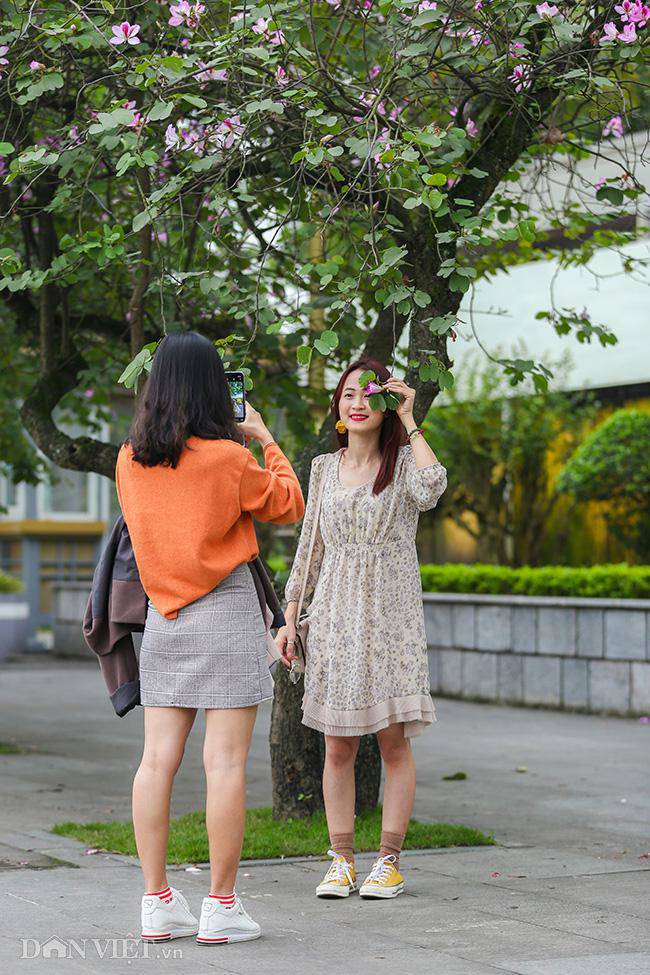 Ngắm hoa ban Tây Bắc nở bung rực rỡ, đẹp nao lòng giữa phố Hà Nội - 6