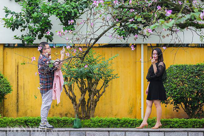 Ngắm hoa ban Tây Bắc nở bung rực rỡ, đẹp nao lòng giữa phố Hà Nội - 9