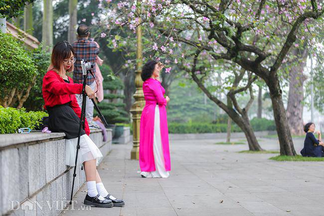 Ngắm hoa ban Tây Bắc nở bung rực rỡ, đẹp nao lòng giữa phố Hà Nội - 8