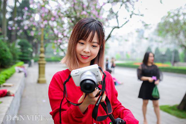 Ngắm hoa ban Tây Bắc nở bung rực rỡ, đẹp nao lòng giữa phố Hà Nội - 12