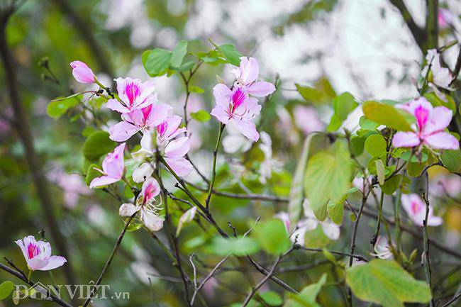 Ngắm hoa ban Tây Bắc nở bung rực rỡ, đẹp nao lòng giữa phố Hà Nội - 11