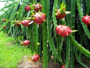 Tiêu dùng - Vì sao thanh long từ 5.000 đồng lên 40.000 đồng/kg chỉ trong vài ngày?