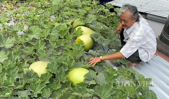 cuc la: lay hat bau kho ca chuc nam di gieo, cho trai khong lo 30kg - 7