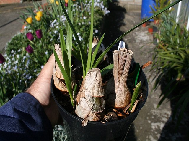 Cách trồng địa lan đúng chuẩn, cho cây xanh tốt như dân chơi lan lâu năm