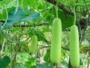 Sức khỏe - 8 công dụng của quả bầu trong làm đẹp và sức khỏe