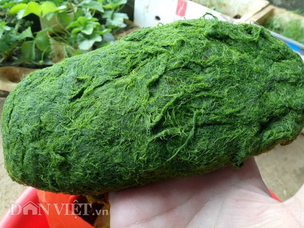 Nhìn như cục bông xanh biếc, hóa ra là món đặc sản lấy từ lòng suối