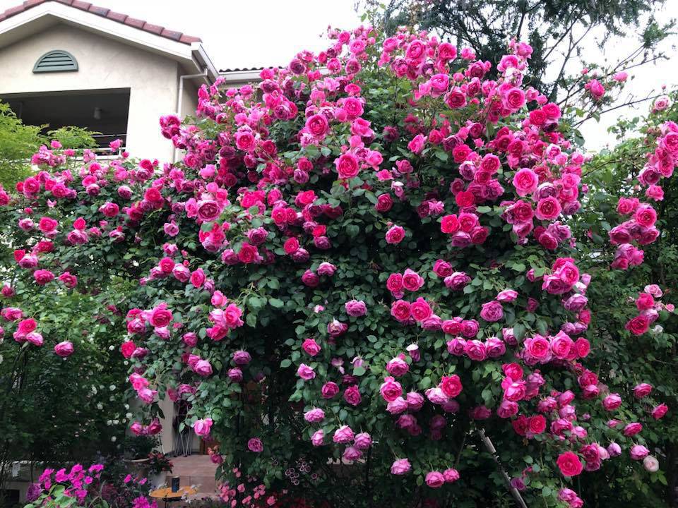Say đắm ngắm vườn hồng đẹp tựa chốn thần tiên của người đàn ông Việt ở Nhật - 1