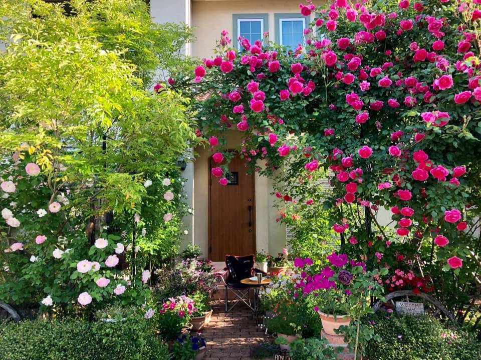 Say đắm ngắm vườn hồng đẹp tựa chốn thần tiên của người đàn ông Việt ở Nhật - 3