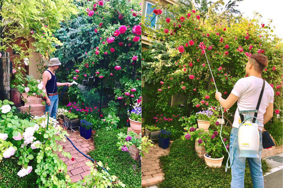 Say đắm ngắm vườn hồng đẹp tựa chốn thần tiên của người đàn ông Việt ở Nhật - 5