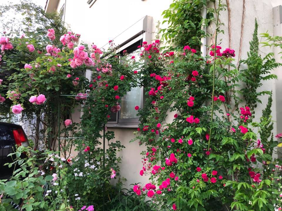 Say đắm ngắm vườn hồng đẹp tựa chốn thần tiên của người đàn ông Việt ở Nhật - 4