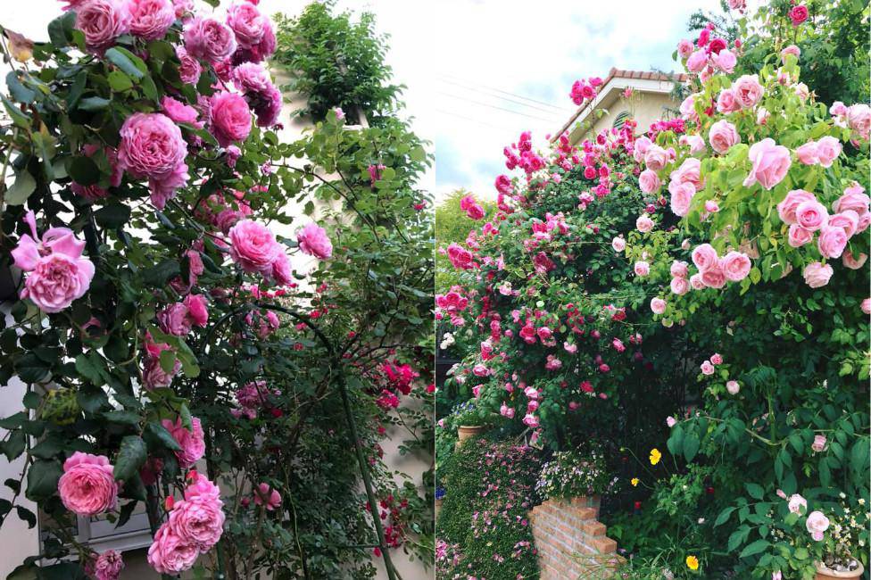 Say đắm ngắm vườn hồng đẹp tựa chốn thần tiên của người đàn ông Việt ở Nhật - 7