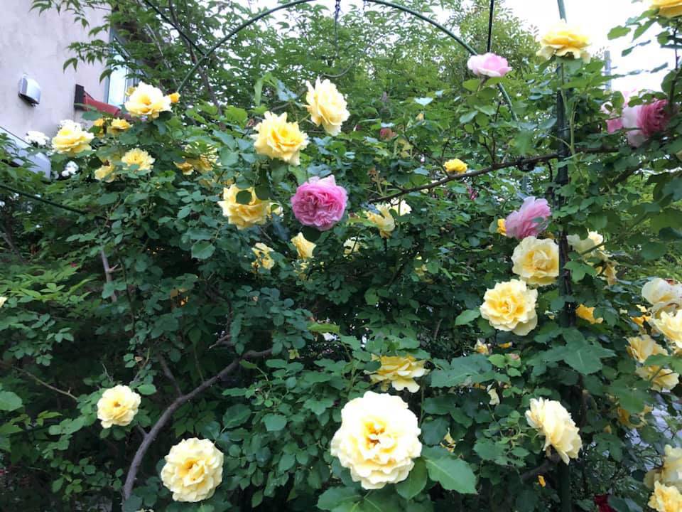 Say đắm ngắm vườn hồng đẹp tựa chốn thần tiên của người đàn ông Việt ở Nhật - 6