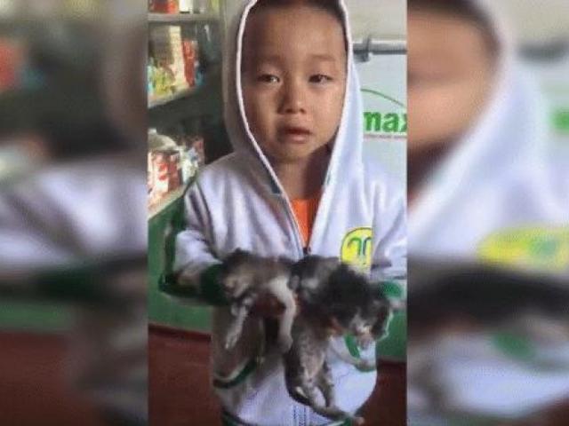 Ôm 3 chú mèo bị ném ngoài thùng rác, cậu bé rơi nước mắt xin bà được nuôi