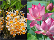 Nhà đẹp - 8 loại cây hoa nhà giàu hay chơi, đặt phòng khách cực hợp phong thủy