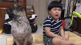 Dở khóc dở cười cảnh cậu bé mếu máo năn nỉ làm hòa vì bị chó cưng giận