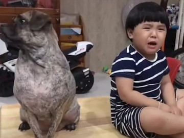 Dở khóc dở cười cảnh cậu bé mếu máo năn nỉ làm hòa vì bị chó cưng giận