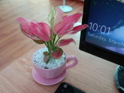 Nhà đẹp - Không chỉ để trang trí, đặt cây cảnh trên bàn làm việc còn có những lợi ích tuyệt vời này