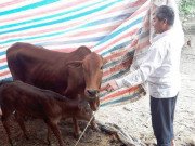 Tin tức - Bí ẩn ngôi làng “10 năm nuôi con vật gì cũng chết”