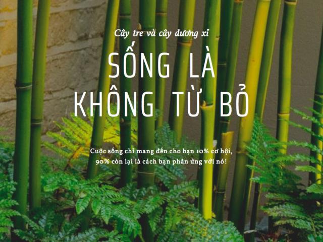 Chuyện cây tre và cây dương xỉ cùng bài học thấm thía, sống là không từ bỏ