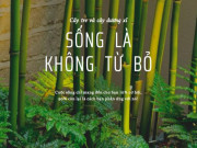 Eva tám - Chuyện cây tre và cây dương xỉ cùng bài học thấm thía, sống là không từ bỏ