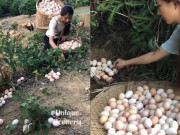 Clip Eva - Hoa mắt trước cảnh cô gái nhặt trứng gà đến mỏi tay vì đếm không xuể