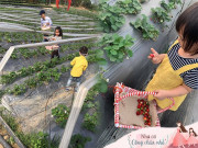 Xem ăn chơi - Khám phá vườn dâu tây cực xinh xắn ngay Hà Nội để mẹ và bé cùng trải nghiệm