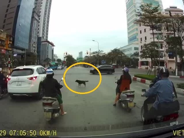 Clip chó chờ đèn xanh, tài xế ôtô vượt đèn đỏ gây bão mạng xã hội