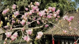 Cây hoa mộc lan già nhất thế giới nở rộ khiến bao người ngất ngây