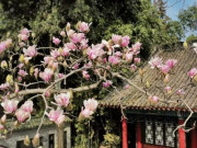 Xem ăn chơi - Cây hoa mộc lan "già" nhất thế giới nở rộ khiến bao người ngất ngây