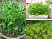 Nhà đẹp - Những loại rau trồng sân thượng tháng 3, càng mưa phùn càng nhanh tốt