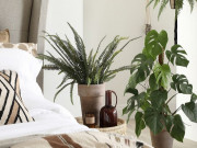 Nhà đẹp - 8 loại cây trồng trong phòng ngủ làm sáng bừng không gian, cải thiện giấc ngủ