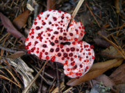 Xem ăn chơi - Loại nấm kỳ lạ nhìn rợn người nhưng không có độc, lại có tác dụng bất ngờ