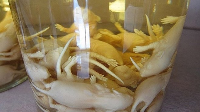 Chuột bao tử - món đặc sản với cách thưởng thức tàn nhẫn bậc nhất - 3