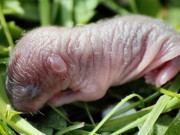 Xem ăn chơi - Chuột bao tử - món đặc sản với cách thưởng thức tàn nhẫn bậc nhất