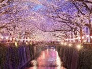 Clip Eva - Hoa anh đào đang nở cực đẹp, nhưng sẽ không có lễ hội vì COVID-19