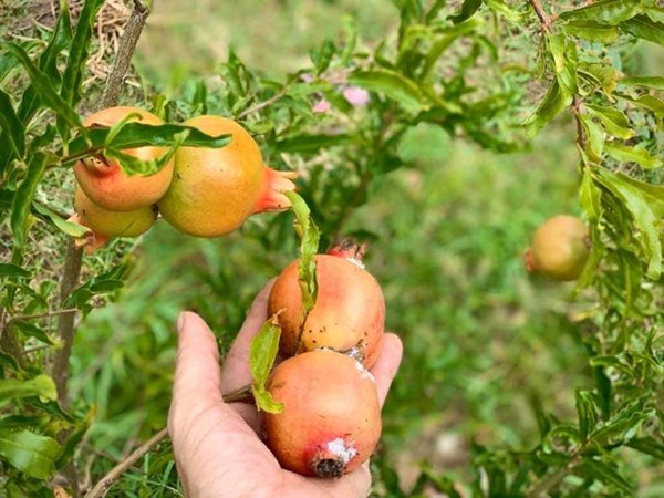 2 nữ nghệ sĩ mua nhà vườn thỏa đam mê: Rau củ chất đầy, thuê người làm không xuể việc - 4