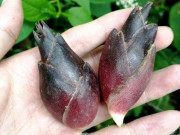 Xem ăn chơi - Loại rau được người Nhật gọi là “nhân sâm châu Á" nhưng có giá rẻ như cho ở TQ