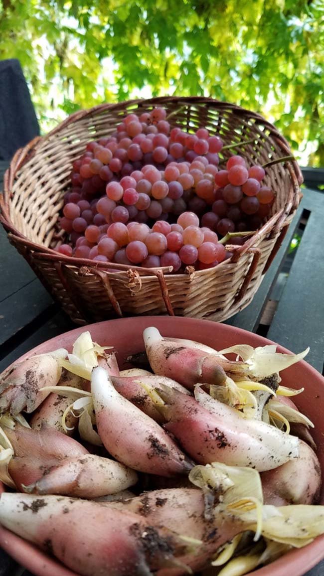 Loại rau được người Nhật gọi là “nhân sâm châu Áamp;#34; nhưng có giá rẻ như cho ở TQ - 3