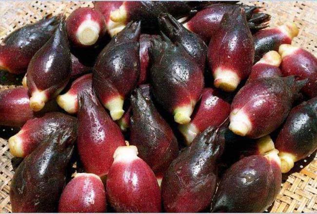 Loại rau được người Nhật gọi là “nhân sâm châu Áamp;#34; nhưng có giá rẻ như cho ở TQ - 7