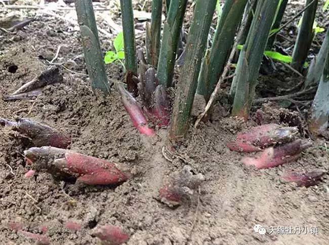 Loại rau được người Nhật gọi là “nhân sâm châu Áamp;#34; nhưng có giá rẻ như cho ở TQ - 2