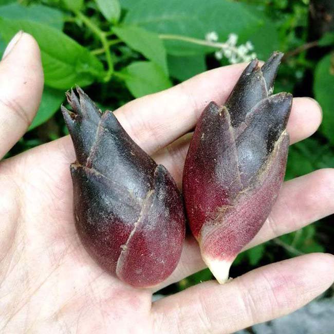 Loại rau được người Nhật gọi là “nhân sâm châu Áamp;#34; nhưng có giá rẻ như cho ở TQ - 1