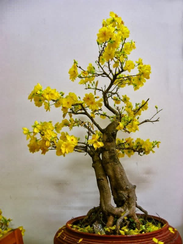 Những thế cây tuyển chọn từ 72 thế kiểng bonsai cho các nghệ nhân đam mê - 11