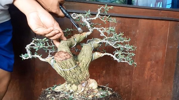 Những thế cây tuyển chọn từ 72 thế kiểng bonsai cho các nghệ nhân đam mê - 16