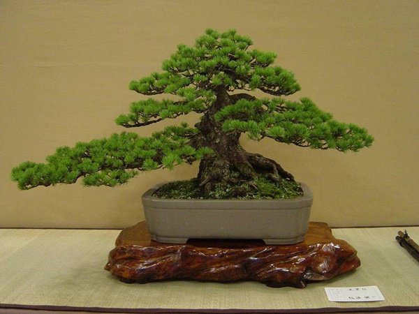 Những thế cây tuyển chọn từ 72 thế kiểng bonsai cho các nghệ nhân đam mê - 9