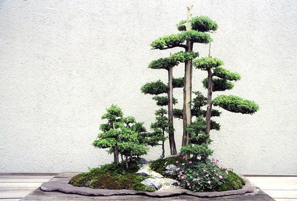 Những thế cây tuyển chọn từ 72 thế kiểng bonsai cho các nghệ nhân đam mê - 10