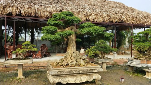 Những thế cây tuyển chọn từ 72 thế kiểng bonsai cho các nghệ nhân đam mê - 1