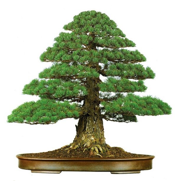 Những thế cây tuyển chọn từ 72 thế kiểng bonsai cho các nghệ nhân đam mê - 8
