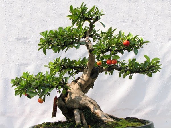 Những thế cây tuyển chọn từ 72 thế kiểng bonsai cho các nghệ nhân đam mê - 7