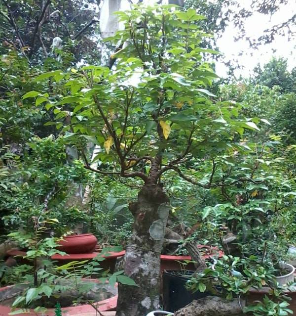 Những thế cây tuyển chọn từ 72 thế kiểng bonsai cho các nghệ nhân đam mê - 6